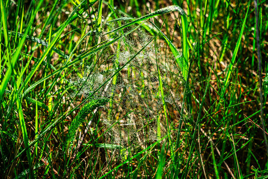 Spinnennetz im Gras
