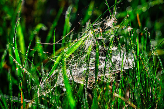 Spinnennetz im Gras