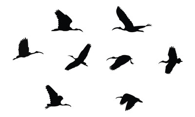 Flying African sacred ibis bird Silhouette Design  And Vector Illustration. 
