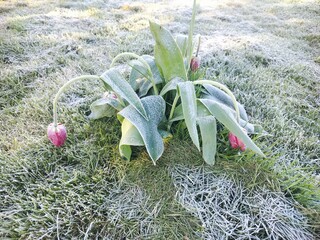 Frost-Covered Tulips in a Spring Garden