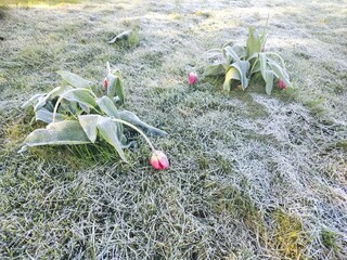 Frost-Covered Tulips in a Spring Garden