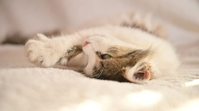 a beautiful anda beautiful and fluffy cat sleeps on a white soft blanket fluffy cat sleeps on a white soft blanket