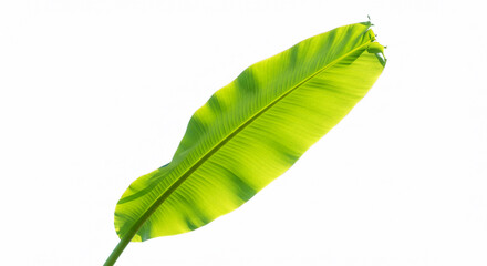 Banana tree leaf on a white background 