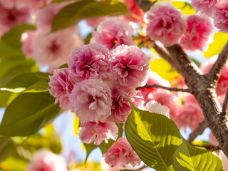 満開に咲いた八重桜