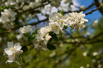 Kwiaty dzikiej jabłoni, gatunek jabłoni rosnący dziko w niemal całej Europie