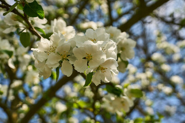 Kwitnąca dzika jabłoń, charakteryzująca się pięknym białym kwiatem
