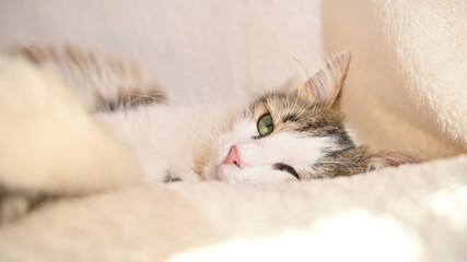 fluffy beautiful cat sleeps close-up on white soft blanket