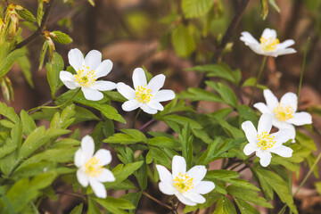 Wood anemone. Forest flower. Close-up of the plant. Blurred background. Sunny day in April