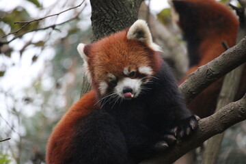 red panda on the tree