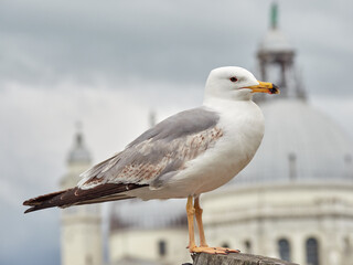 Photos of seagulls attacking tourists in Venice.