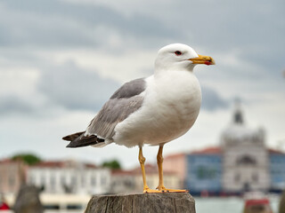 Photos of seagulls attacking tourists in Venice.