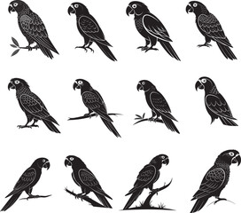 Parrot vector set of birds