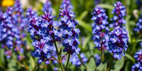 Obraz premium Close-up of vibrant blue veronica flowers blooming in a spring garden, blue, nature