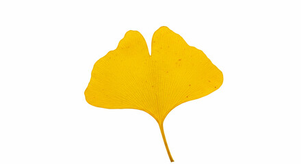 Naklejka premium Yellow leave on a white surface 