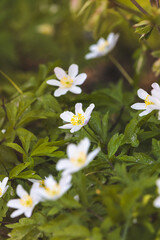 Wood anemone. Forest flower. Close-up of the plant. Blurred background. Sunny day in April