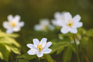 Obraz premium Wood anemone. Forest flower. Close-up of the plant. Blurred background. Sunny day in April
