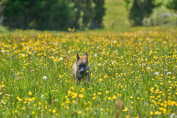 Beautiful German Shepherd puppy playing on a flower meadow on a sunny summer day in Skaraborg Sweden