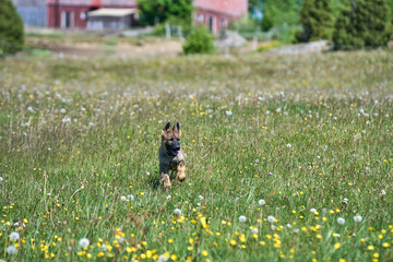 Beautiful German Shepherd puppy playing on a flower meadow on a sunny summer day in Skaraborg Sweden