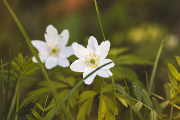 Wood anemone. Forest flower. Close-up of the plant. Blurred background. Sunny day in April