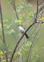 Yellow eyed babbler perched on a tree twig