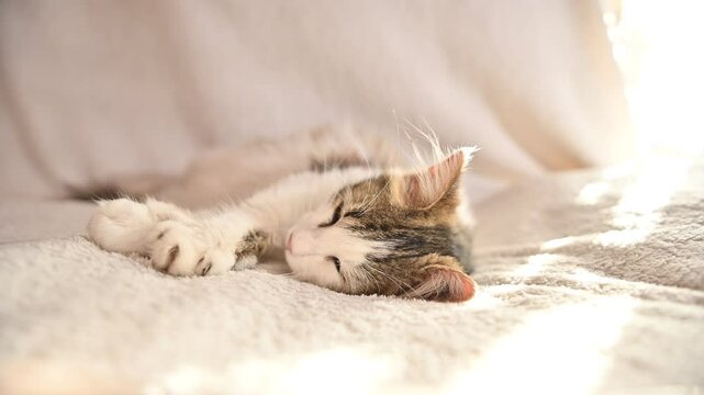 fluffy cat sleeping on its back on a white background close-up