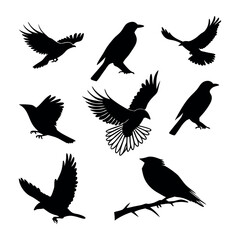 Set of Minimalist Black Bird Silhouettes in Various Poses