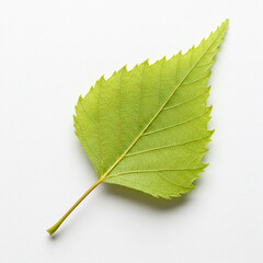 green leaf on a white background