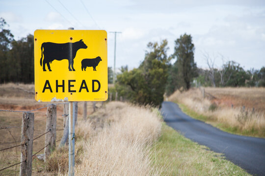 Cattle and sheep livestock ahead sign on rural country road