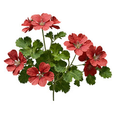 Vivid geranium flowers with bright green leaves on transparent background transparent background isolated png stock