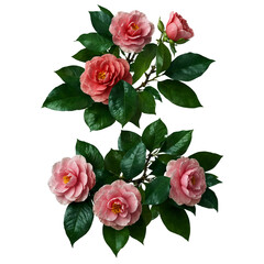 Obraz premium Beautiful camellia blossoms with lush green leaves isolated on transparent background transparent background isolated png stock