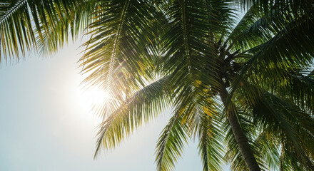 Palm trees viewed from below against bright blue sky with sun rays. Tropical summer perspective. Exotic vacation atmosphere. Travel destination. Resort paradise. Upward looking view. Horizontal banner