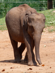 Fototapeta premium A baby elephant is walking on a dirt road