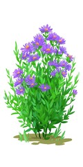 Fototapeta premium Purple flowers with green leaves on a white background