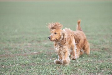 Portrait of a beautiful purebred cocker spaniel in a spring field.