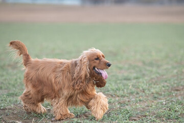 Portrait of a beautiful purebred cocker spaniel in a spring field.