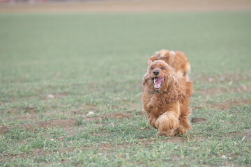 Fototapeta premium Portrait of a beautiful purebred cocker spaniel in a spring field.