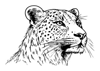 leopard head detailed sketch illustration