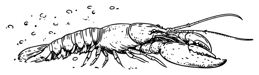 lobster underwater sketch illustration