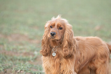 Portrait of a beautiful purebred cocker spaniel in a spring field.