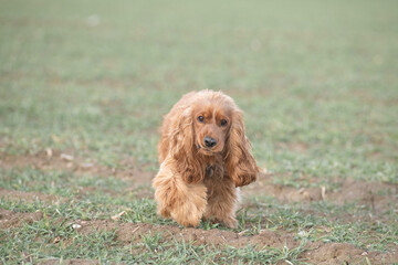Portrait of a beautiful purebred cocker spaniel in a spring field.