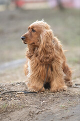 Portrait of a beautiful purebred cocker spaniel in a spring field.