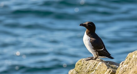Razorbill bird on rocky cliff with ocean backdrop