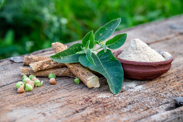 Withania somnifera ( Ashwagandha) dried root, Root powder, green leaves herbal plants on old wooden...