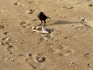 A crow stands over a fish carcass on a sandy beach, casting a sharp shadow in the sunlight,...