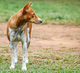 A brown and white dog is standing on a grassy field