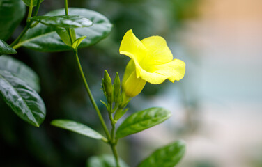 A yellow flower is growing on a green leaf