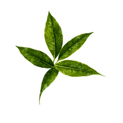 Bright green tea leaves cut out illustration on transparent background transparent background isolated png stock