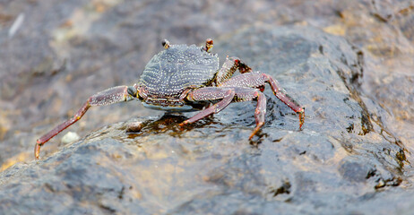 A crab is walking on a rock near water