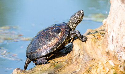 turtle on a rock