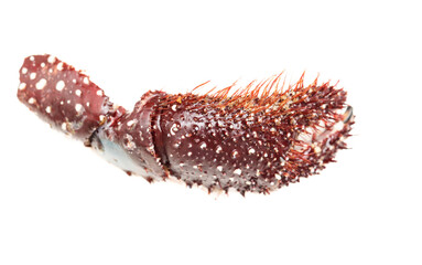 A red and white sea creature with spines